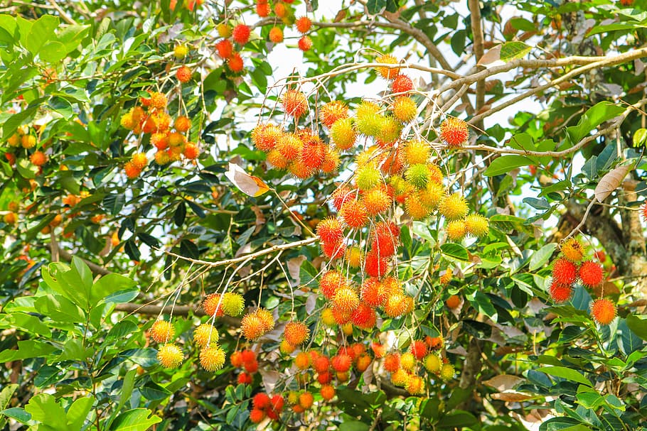 fruits, rambutan, fresh, growth, healthy eating, food, food and drink HD wallpaper
