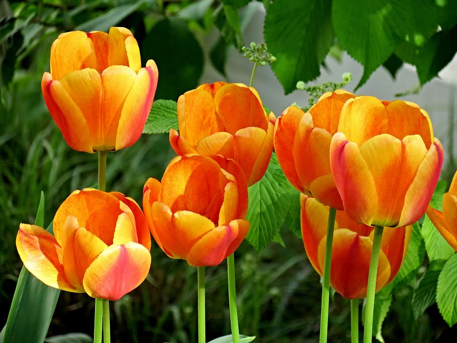 Tulips, Orange, Blossom, Bloom, Flower, spring, orange tulips, HD wallpaper