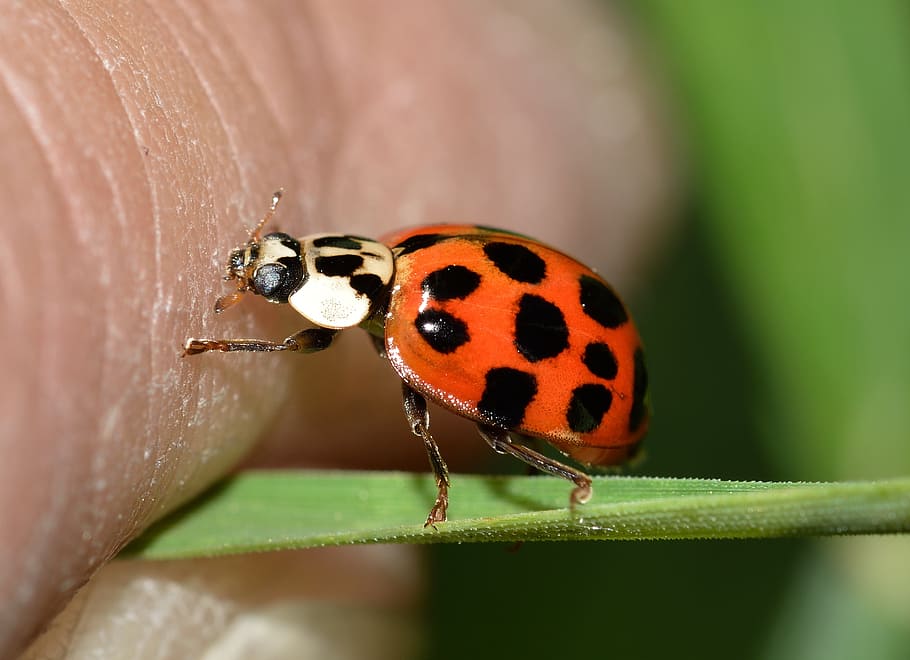 insects, beetles, hippodamia, invertebrate, animal wildlife HD wallpaper