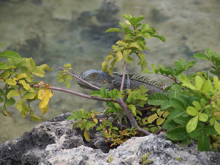 iguana, lizard, reptile, wildlife, vertebrate, creature, chameleon HD wallpaper