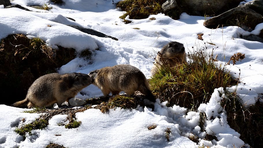 marmots, snow, nature, animals, play ground, sowing, valais HD wallpaper
