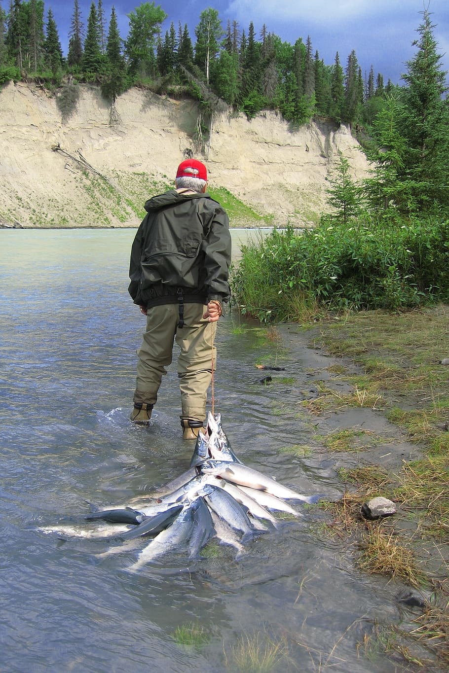 alaska, fishing, salmon, kasilof, water, real people, one person HD wallpaper