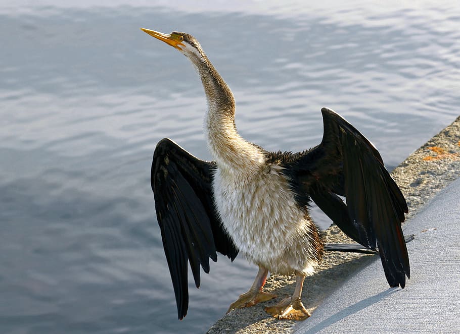 darter, australia, dry, bank, river, waters, animal themes HD wallpaper