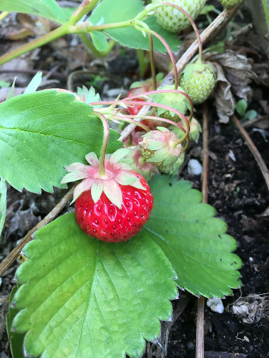 strawberry, berries, red, green, food, fruit, fresh, ripe, sweet HD wallpaper