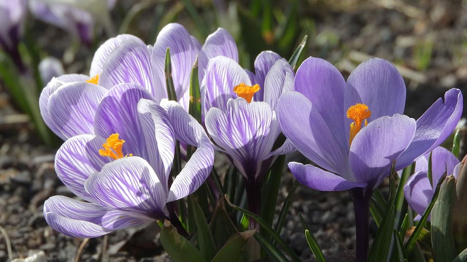 saffron, crocus, purple flowers, flowering šafrány, spring flowers, HD wallpaper