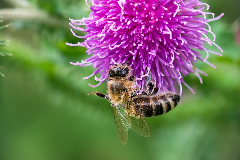 bee, thistle, blossom, bloom, pollination, pollen, ring thistle HD wallpaper