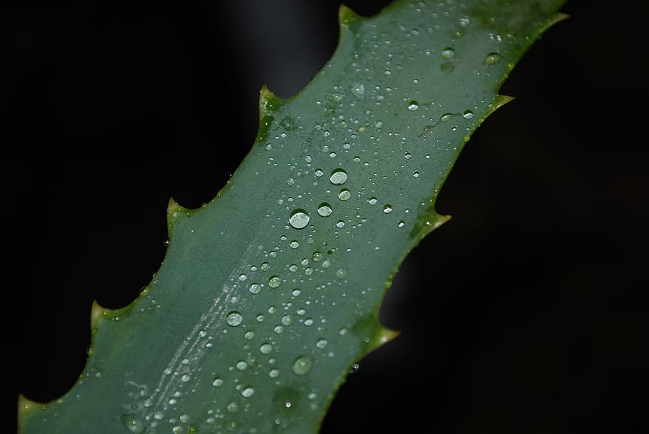 leaf, plant, close, green, morgentau, drop of water, dew drops HD wallpaper