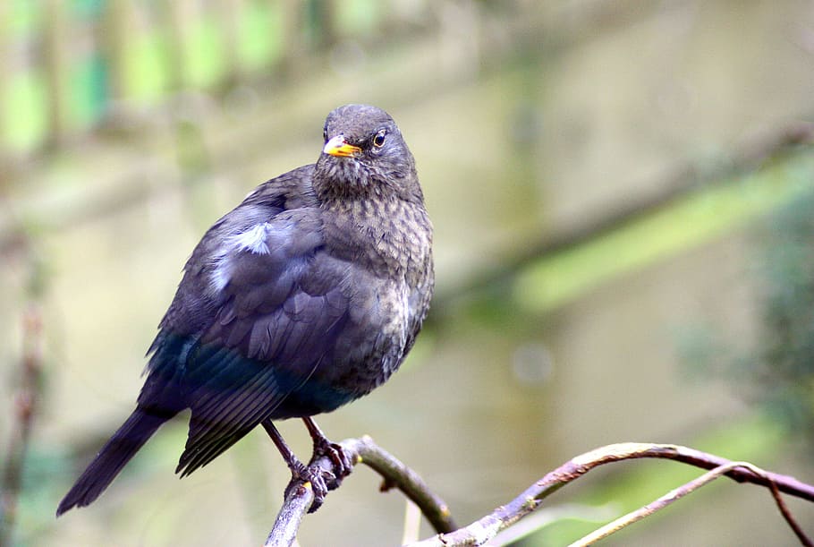 Blackbird, Beak, Feathers, Black, Wings, eye, twig, branch HD wallpaper