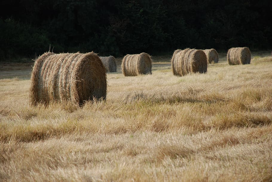 haystack, bale of straw, fields, agriculture, landscape, plant HD wallpaper