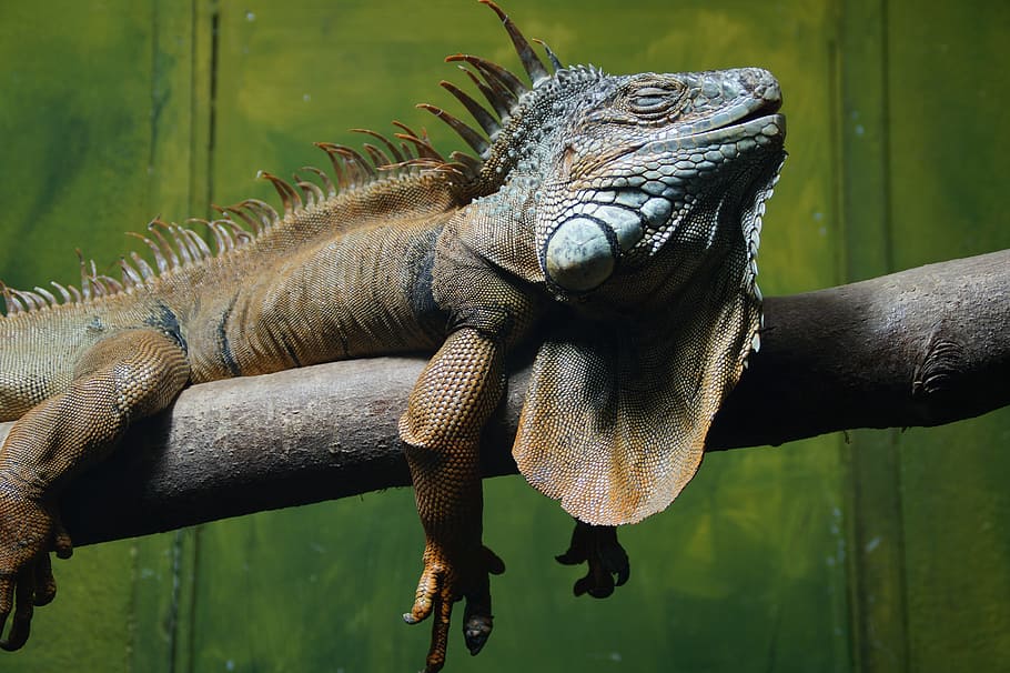Iguana, Reptile, Lizard, Dragon, relaxed, relaxation, sleep HD wallpaper