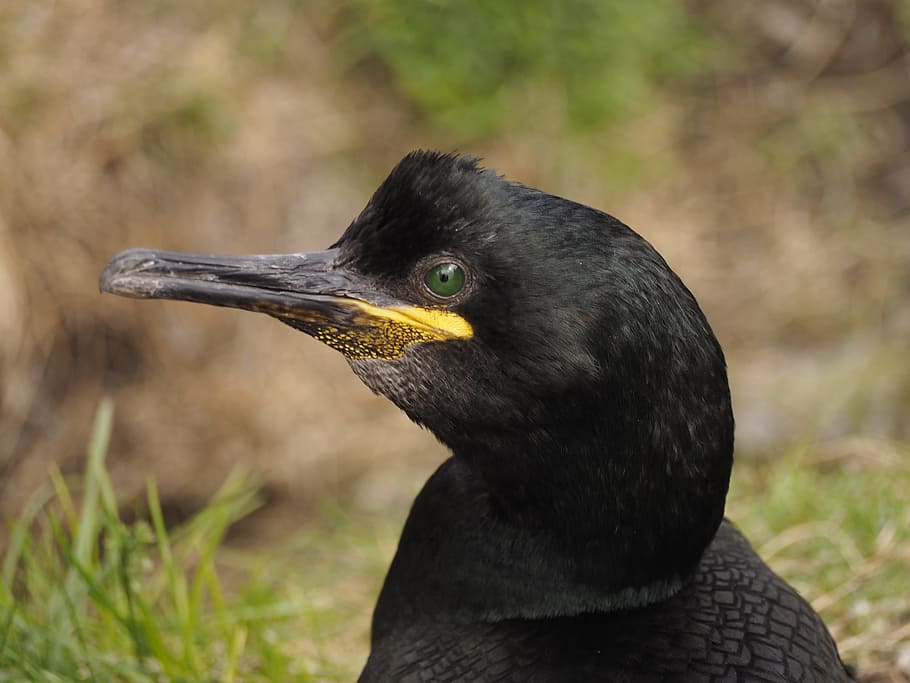 cormorant, bird, portrait, water bird, nature, one animal, animal themes HD wallpaper