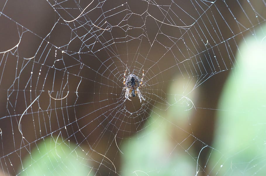 spider, network, center, middle, animal, nature, photo, stretched HD wallpaper