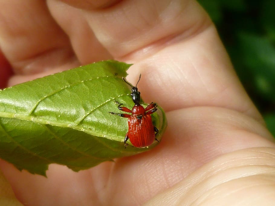 insect, beetle, hazel leaf-roller, apoderus croyli, red, human body part HD wallpaper
