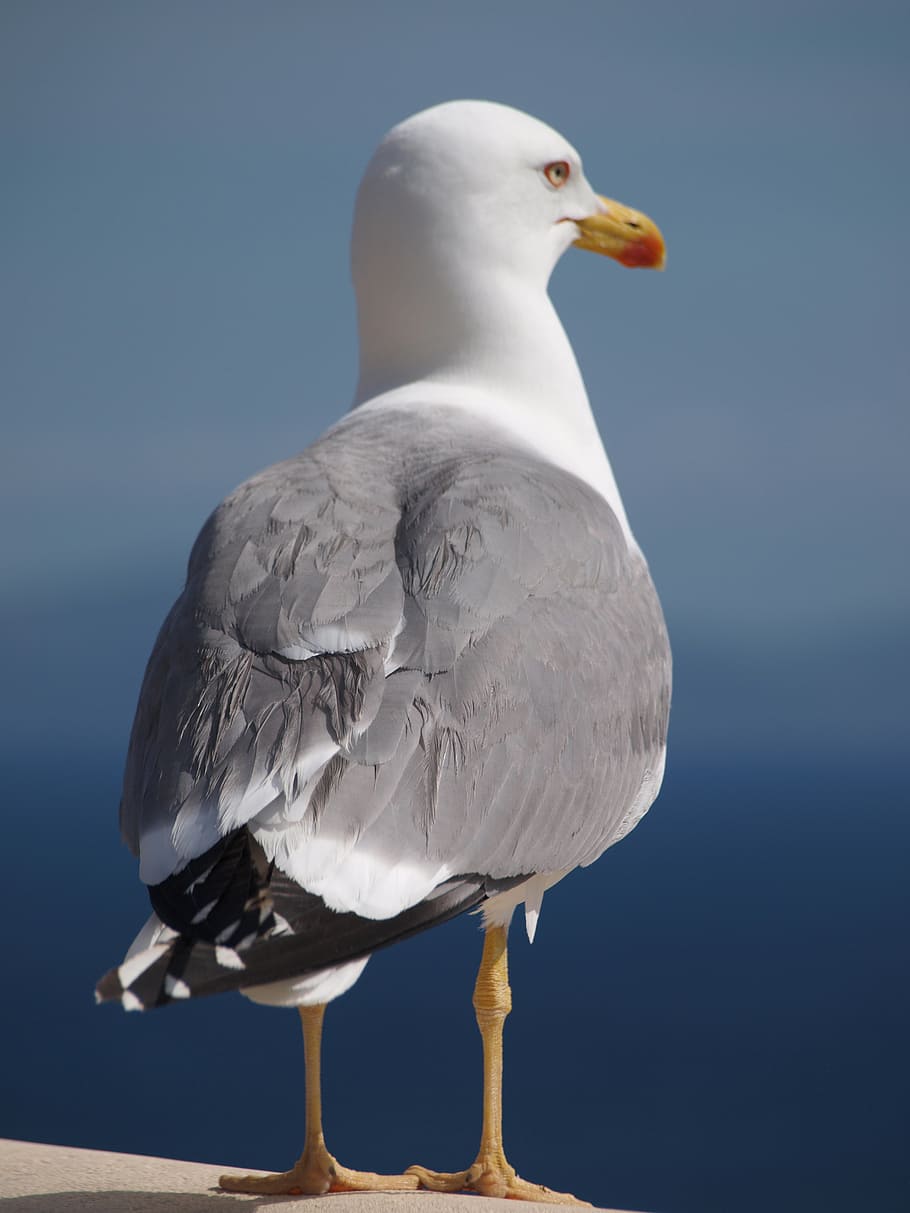 seagull, bird, animal, water bird, close, animal themes, animal wildlife HD wallpaper