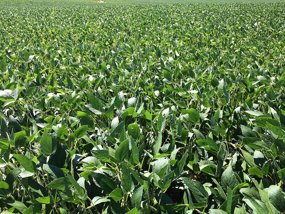 soybeans, farming, agriculture, crop, food, farmland, green color HD wallpaper