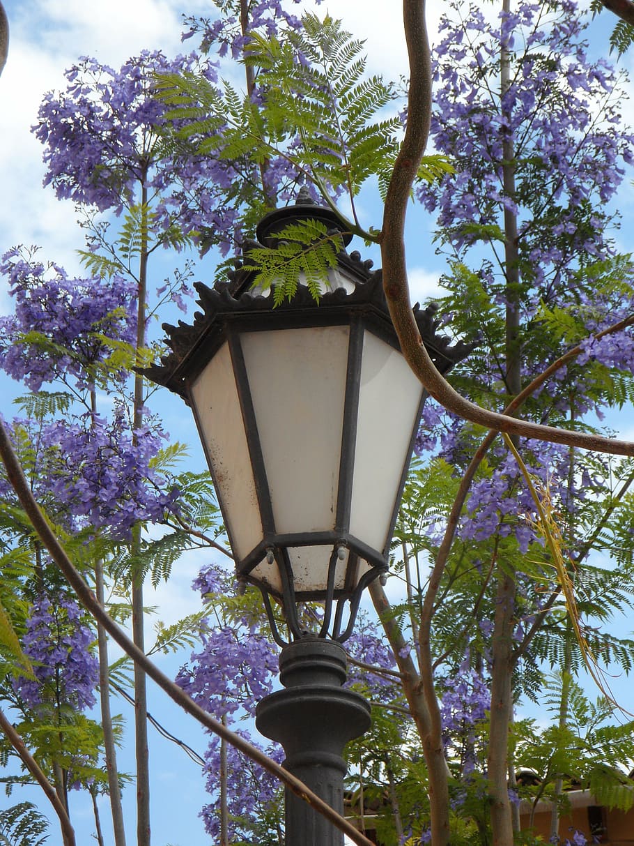lantern, jacaranda, mediterranean, south, blossom, lamp, light, HD wallpaper