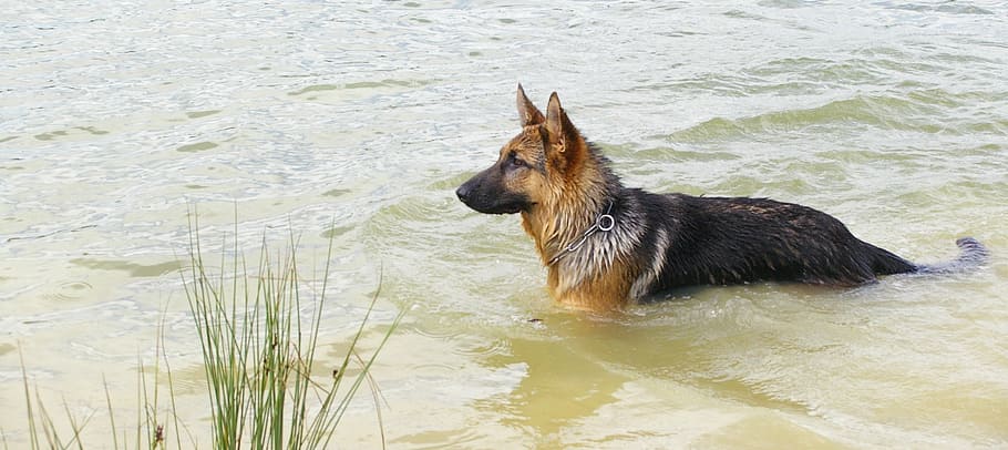 dog, water, pond, pet, nature, lake, german shepherd, one animal HD wallpaper