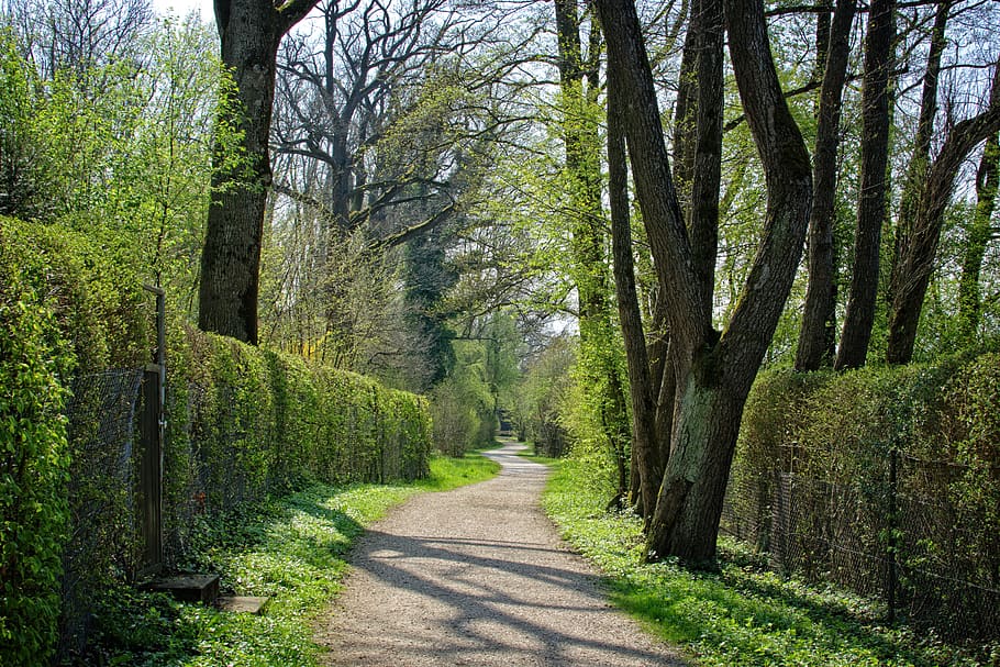 spring, away, trees, nature, forest, avenue, green, promenade HD wallpaper