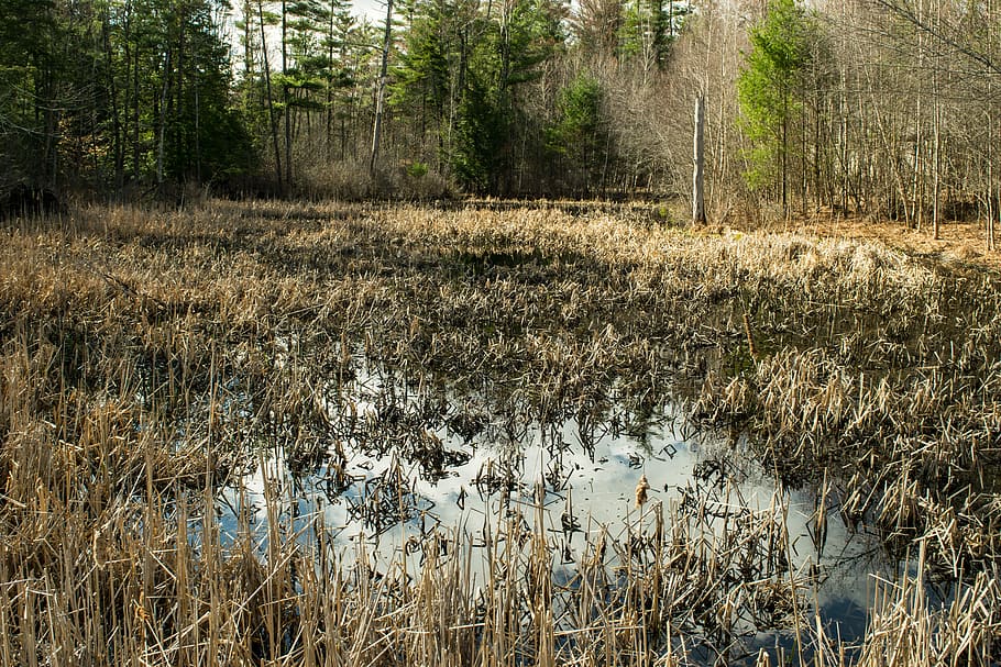 nature, outdoors, landscape, grass, water, tree, environment HD wallpaper