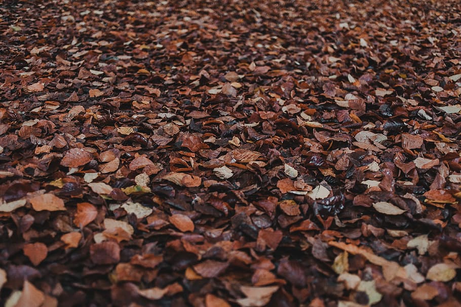 dried leaves, scattered dried leaves, leaf, autumn, fall, woodland HD wallpaper