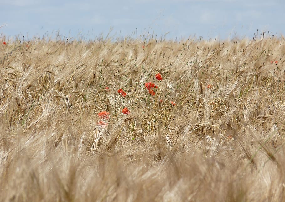 fields, wheat, poppy, landscape, plant, growth, nature, day HD wallpaper
