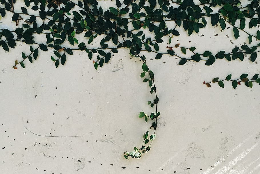 green leaves on white wall, black, branches, climbing, gray, plants