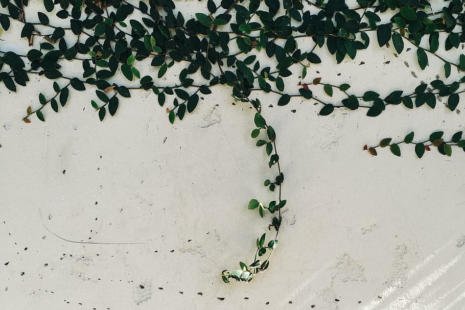 green vine plant on white wall, leaves, panel, vines, no people HD wallpaper
