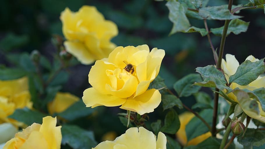 yellow, nature, spring, flowers, garden, petals, plant, color HD wallpaper