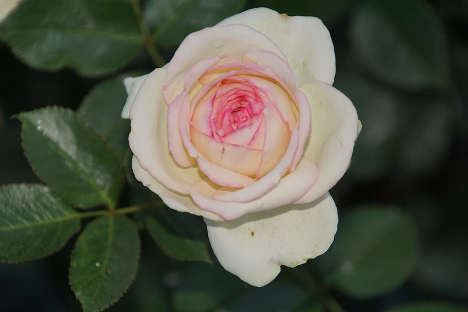 Eden, Rosaceae, White, rose, red, pink, blossom, bloom, flower stalk HD wallpaper