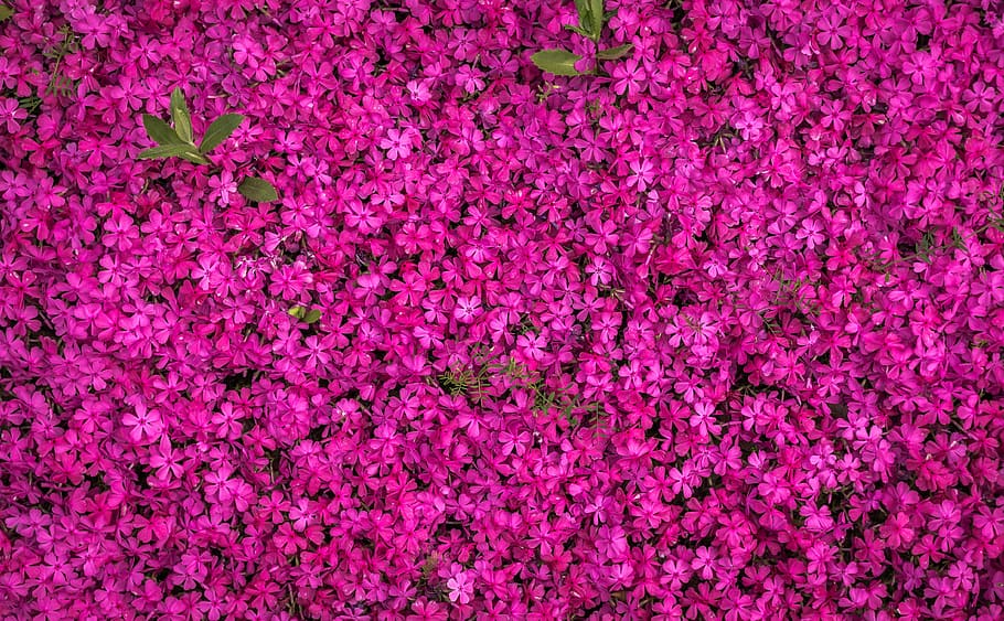 pink flower field in aerial photography, flowers, spring, spring flowers HD wallpaper
