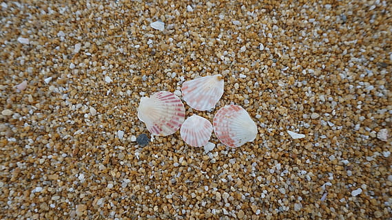 Shells On Shore, beach, conch, island, marine, ocean, outdoors HD wallpaper