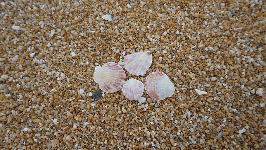 Shells On Shore, beach, conch, island, marine, ocean, outdoors HD wallpaper