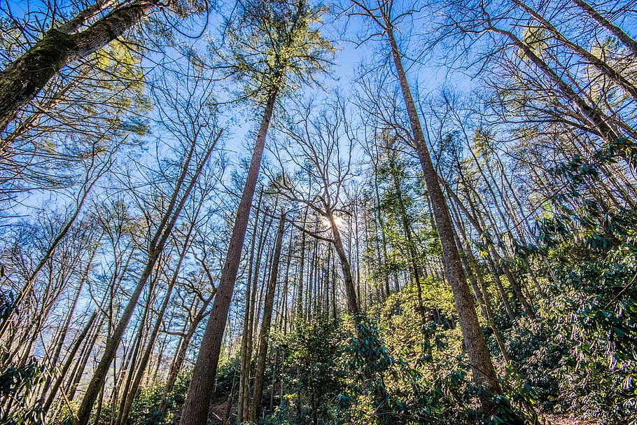 nature, wood, tree, landscape, flora, plant, low angle view HD wallpaper