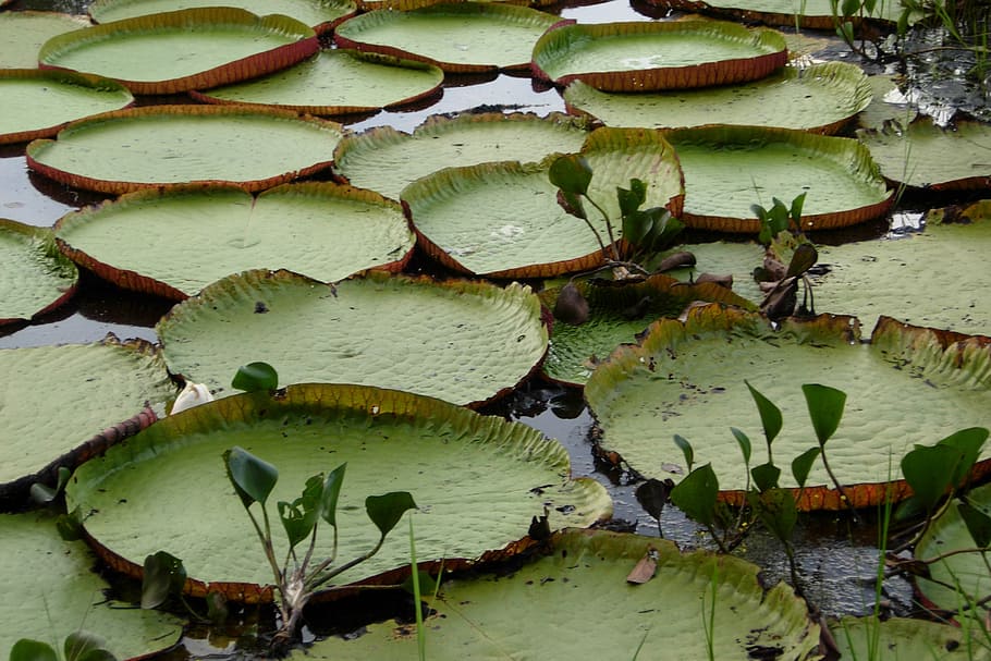 leaves, karanambu, lake, water lily, leaf, green color, plant part HD wallpaper