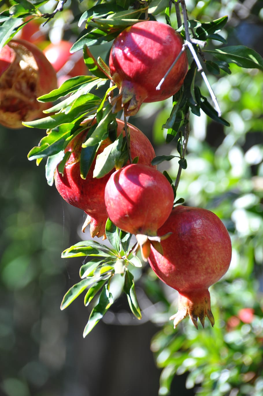 Pomegranate tree 1080P, 2K, 4K, 5K HD wallpapers free download | Wallpaper  Flare
