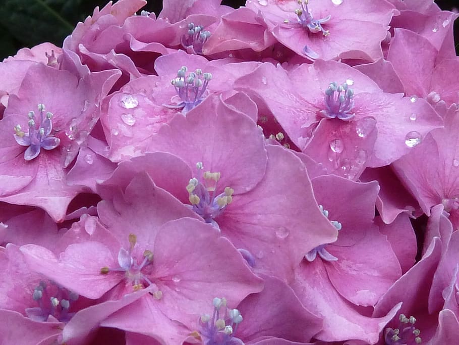 Hydrangea, Dewdrop, Pink, Blossom, Bloom, flower, nature, pink Color HD wallpaper