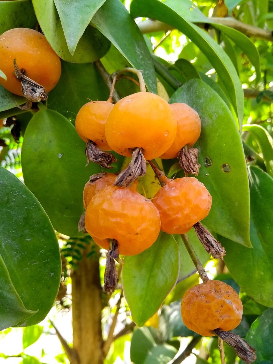 fruit, food, leaf, nature, tree, plant, freshness, garden, branch HD wallpaper