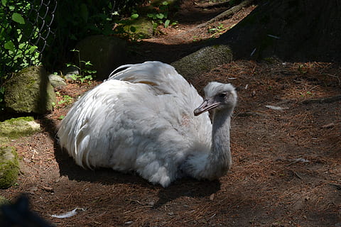 animal, bird, great, rhea, zoo, animal themes, vertebrate, animals in the wild HD wallpaper