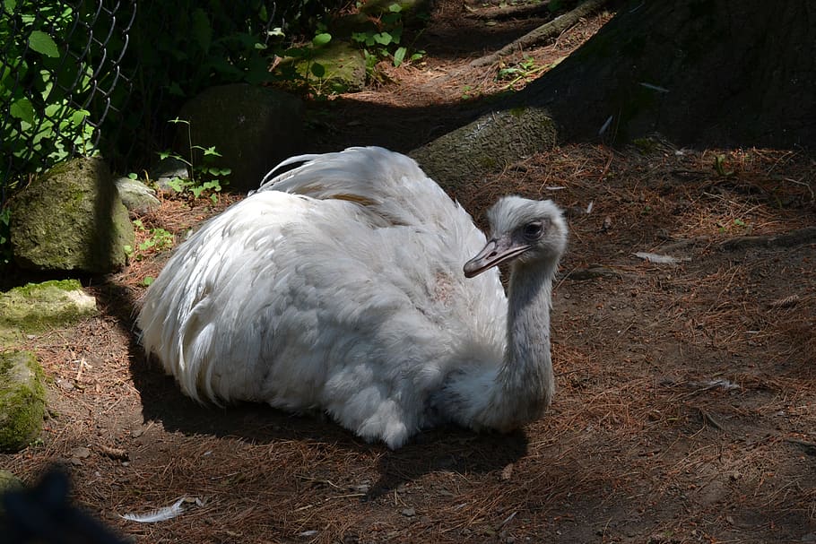 animal, bird, great, rhea, zoo, animal themes, vertebrate, animals in the wild HD wallpaper