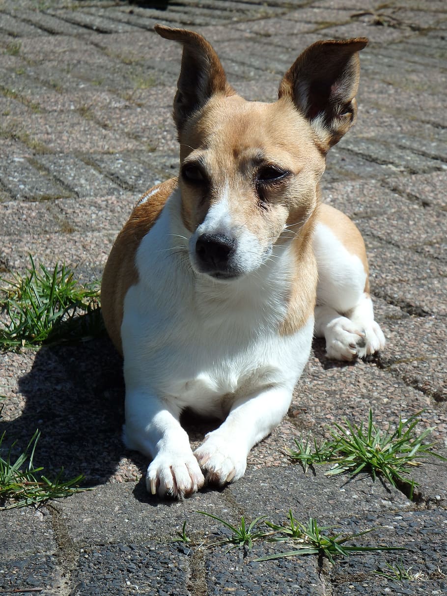 Dog, Garden, Animals, Pet, doggy, jack russell, dogs, kluif HD wallpaper