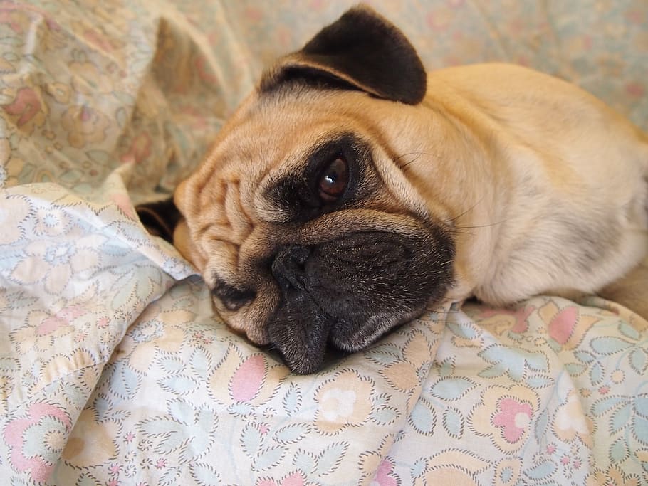 dog, carlino, relaxes, sofa, sad, sleep, pet, carina, one animal HD wallpaper