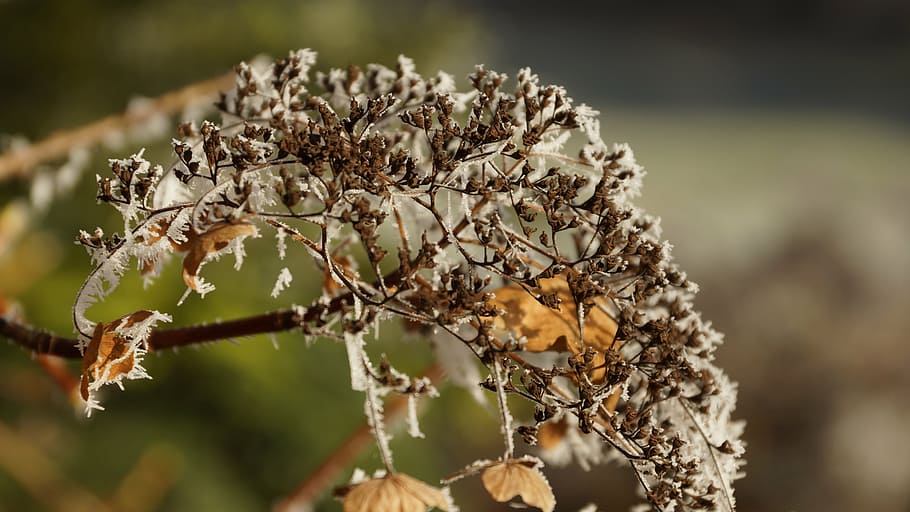 flower, hortensia, hydrangea, wilted, white, winter, ice, snow HD wallpaper