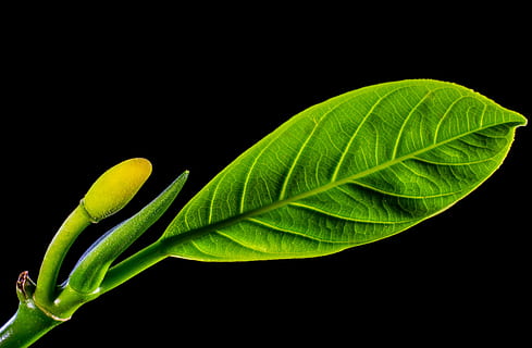 Jack Fruit, Leaf, Leaves, Green, jack fruit leaf, nature, green Color HD wallpaper