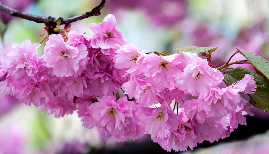 shallow focus of pink flowers, cherry, blossom, bloom, tree HD wallpaper