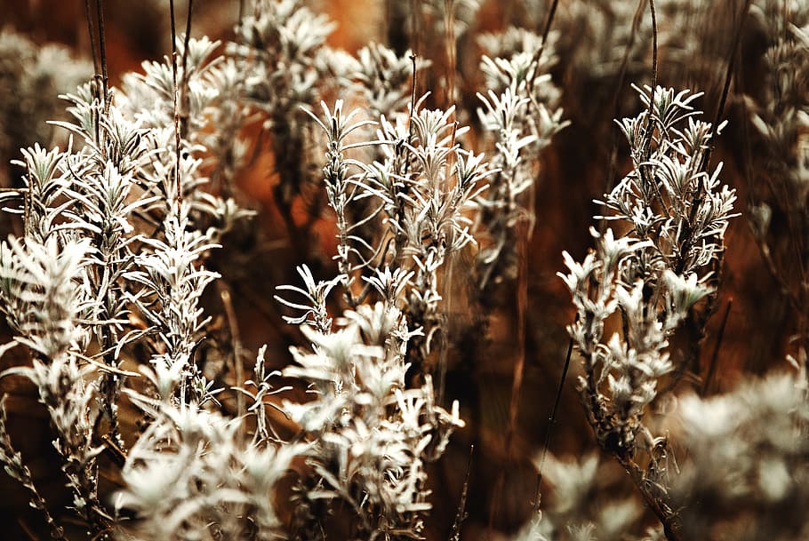 Grass With White Flowers, branches, bright, brown, close -up HD wallpaper