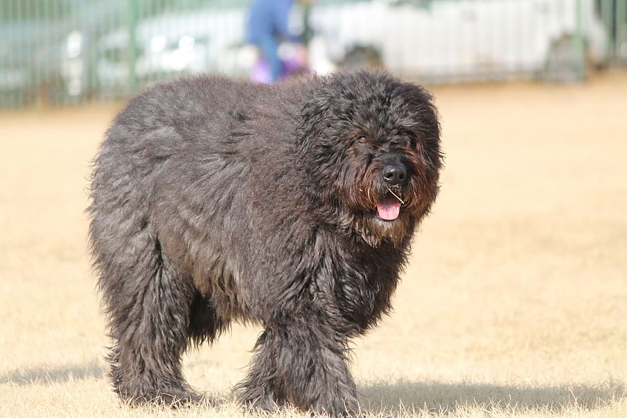 dog, belgium bouvier, fur, breed, large, pet, black, animal themes HD wallpaper
