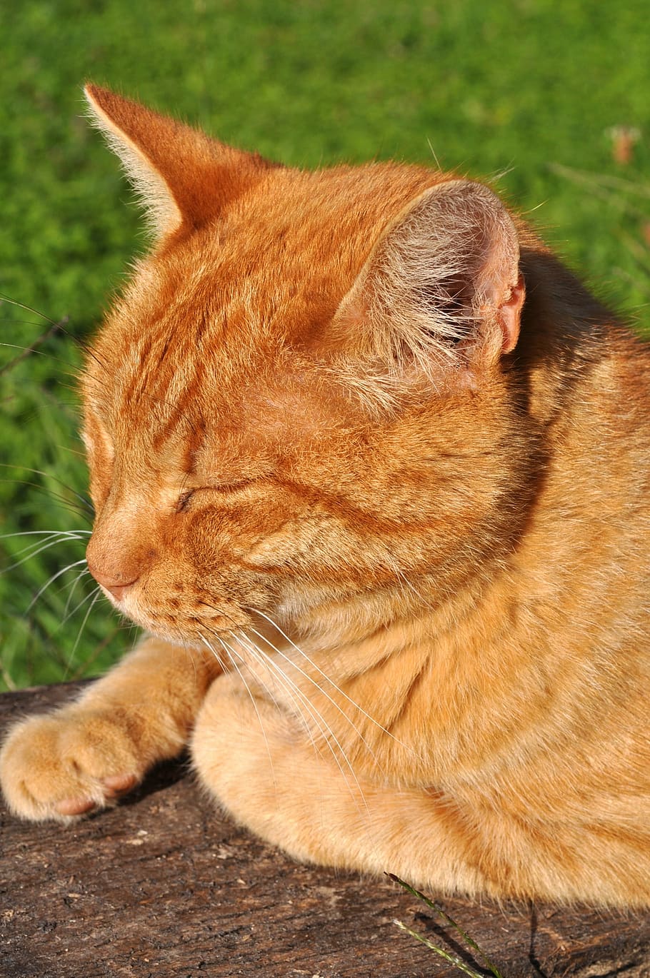 cat, red cat, pet, sleep, mackerel, domestic Cat, animal, pets HD wallpaper