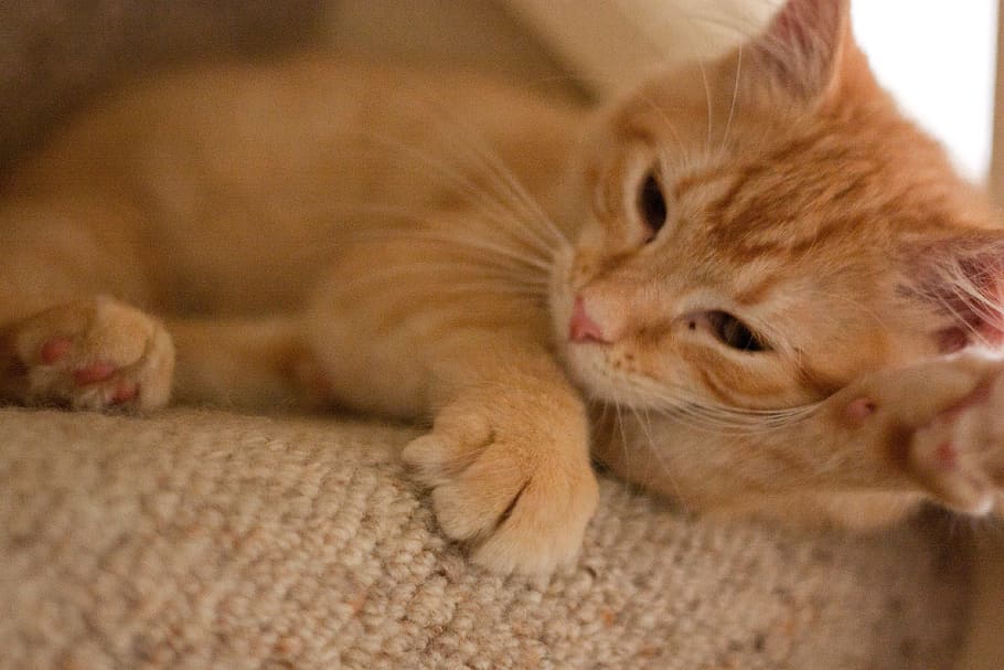 Orange Tabby Cat, animal, close-up, pet, whiskers, mammal, animal themes HD wallpaper
