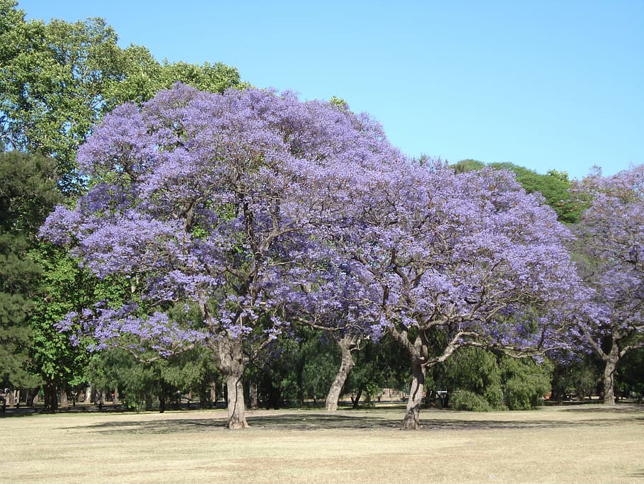 Trees, Flower, Argentina, Spring, park, buenos aires, landscape HD wallpaper