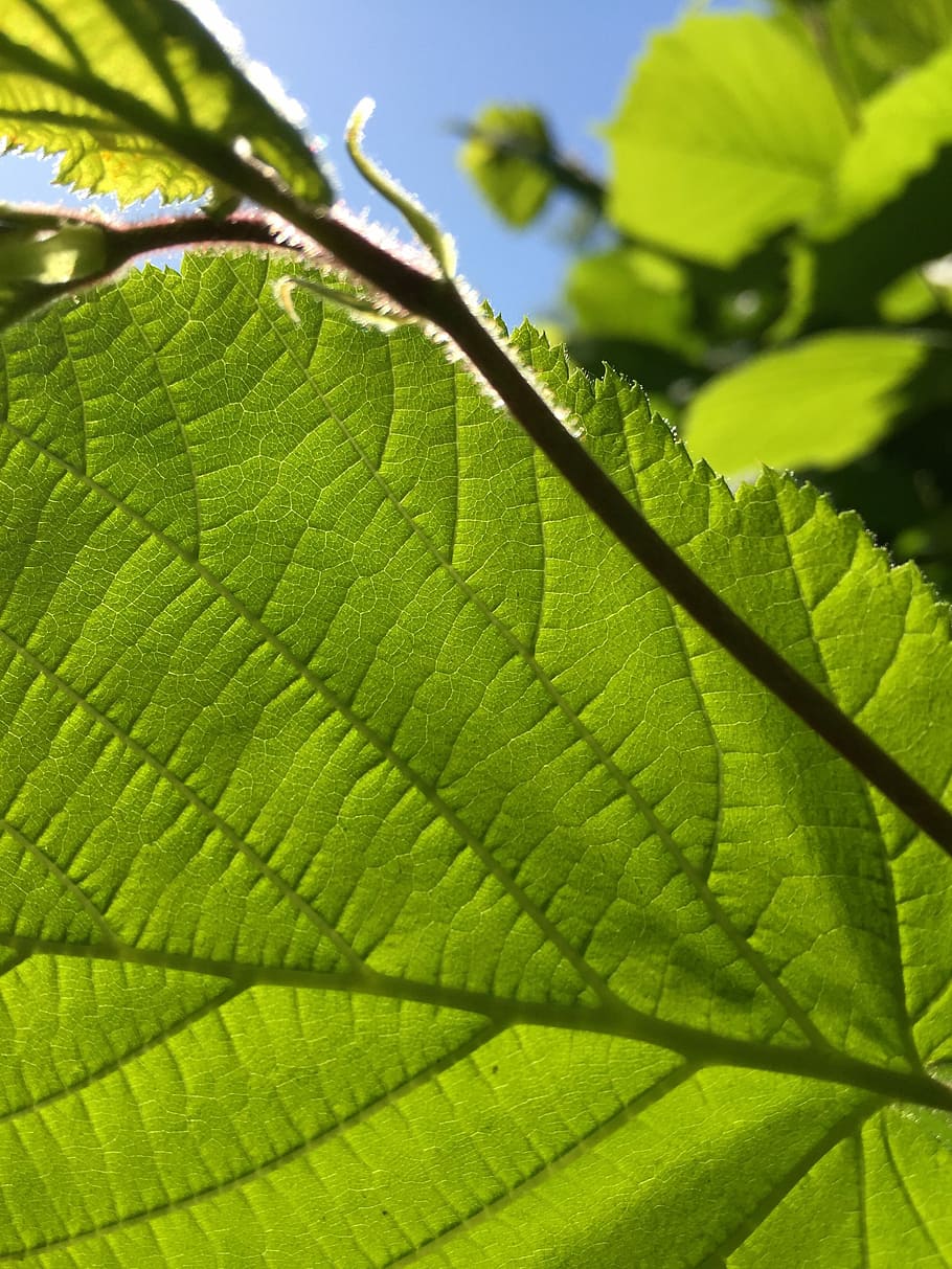 green leaf, blue sky, leaves, nature, plant, green leaves, contrast HD wallpaper